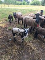 Bont ramlam, Dieren en Toebehoren
