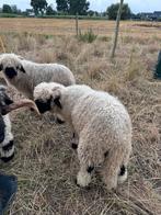 Walliser Schwarznäse ooi en ram te koop, Meerdere dieren, Schaap, 0 tot 2 jaar