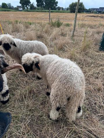 Éwé et bélier Walliser Schwarznäse, Plusieurs animaux, Mouton, 0 à 2 ans