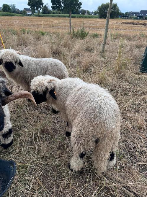 Walliser Schwarznäse ooi en ram te koop, Dieren en Toebehoren, Schapen, Geiten en Varkens, Schaap, Meerdere dieren, 0 tot 2 jaar