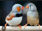2 koppeltjes zebravinken, Animaux & Accessoires, Oiseaux | Oiseaux Autre