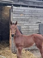 Prachtig hengstenveulen met topafstamming, Springpaard, Gechipt, Niet van toepassing, 0 tot 2 jaar