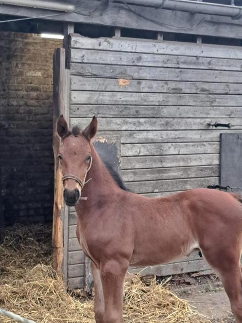 Prachtig hengstenveulen met topafstamming, Dieren en Toebehoren, Paarden, Hengst, Niet van toepassing, 0 tot 2 jaar, Springpaard