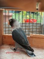 Jonge personata slaty, Geringd