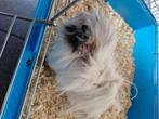 2 cavia's mannelijk + toebehoren, Dieren en Toebehoren, Knaagdieren, Mannelijk, Cavia, Tam