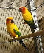 Couple Conure Soleil, Perruche, Bagué