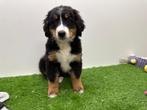 Berner Sennen pups, Dieren en Toebehoren, Honden | Bulldogs, Pinschers en Molossers, België, CDV (hondenziekte), Meerdere, Meerdere dieren