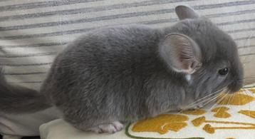 violet pearl (BDd RPAd) chinchilla bokje beschikbaar voor biedingen