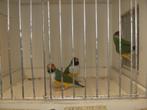 Japanse meeuwen, Dieren en Toebehoren, Meerdere dieren, Tropenvogel, Geringd