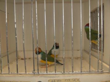 Japanse meeuwen beschikbaar voor biedingen