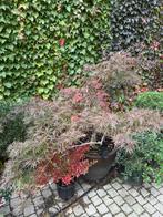 Japanse esdoorn, Tuin en Terras, Ophalen