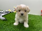 Nestje Lhasa Apso pups, België, Overige rassen, CDV (hondenziekte), 8 tot 15 weken