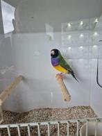 Gouldamadine, Dieren en Toebehoren, Meerdere dieren