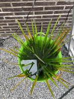 1 krabbescheer, Ophalen