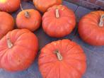 Pompoen, Tuin en Terras, Ophalen
