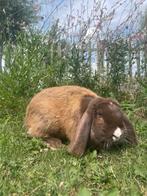 Franse hangoor, Mannelijk, Groot, Hangoor, 0 tot 2 jaar