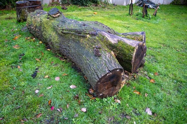 Eik, Tuin en Terras, Brandhout, Stammen, Eikenhout, Minder dan 3 m³, Ophalen