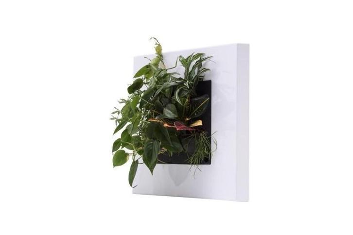 Nieuw. Plantenkaart voor thuis LivePicture Go, Huis en Inrichting, Woonaccessoires | Kunstplanten en Kunstbloemen, Nieuw, Binnen