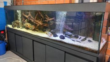 Aquarium 3 meter + stuk tropisch hardhout 160*65*40cm + ... beschikbaar voor biedingen