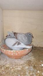 8 prachtige jonge duiven geringd klaar donderdag, Dieren en Toebehoren