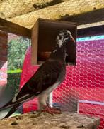 Duiven!!!!!, Geslacht onbekend