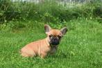 Franse bulldog pups, 15 weken tot 1 jaar, Buitenland, CDV (hondenziekte), Bulldog