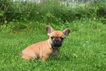 Franse bulldog pups beschikbaar voor biedingen