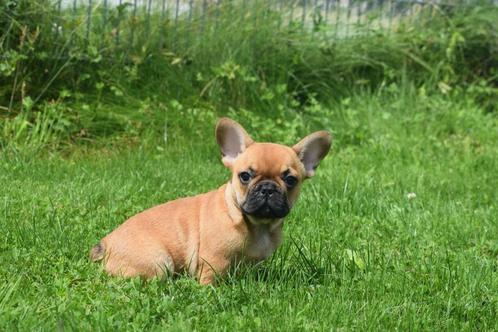 Franse bulldog pups, Dieren en Toebehoren, Honden | Bulldogs, Pinschers en Molossers, Meerdere dieren, Bulldog, Fokker | Professioneel