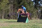 Paarden, Dieren en Toebehoren, Paarden, Springpaard, Gechipt, 170 tot 175 cm, L