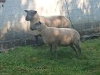 Bleu du maine     dekram, Dieren en Toebehoren, Schapen, Geiten en Varkens