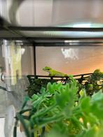 phelsuma grandis (reuzedaggecko), Dieren en Toebehoren