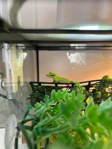 phelsuma grandis (reuzedaggecko) beschikbaar voor biedingen