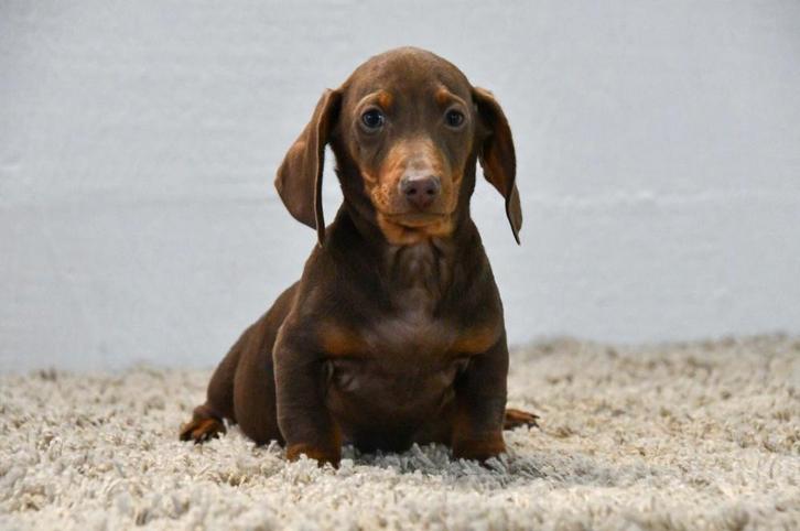 Chiots Teckel à vendre, Animaux & Accessoires, Chiens | Teckels & Bassets, Plusieurs animaux, Poils courts, Nain, Éleveur | Professionnel