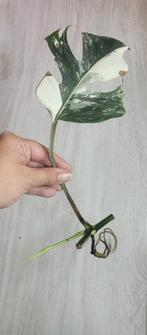 Monstera albo stek met groeipunt, Ophalen