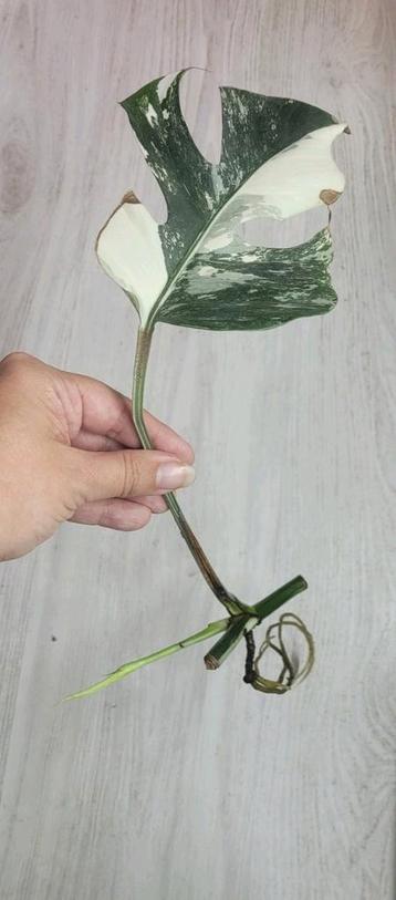 Monstera albo stek met groeipunt beschikbaar voor biedingen
