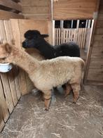 Jonge merrie te koop, Dieren en Toebehoren, Juni