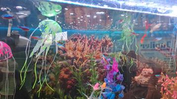 Compleet ingerichte aquarium juwel