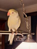 half tamme halsbandparkiet, Dieren en Toebehoren, Parkiet, Geringd