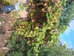 Druivelaar, Tuin en Terras, Ophalen