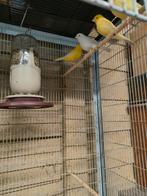 Kanaries, Dieren en Toebehoren