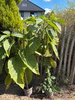 Brugmansia planten, Tuin en Terras, Planten | Tuinplanten, Eenjarig, Halfschaduw, Zomer, Ophalen