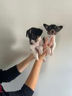 Super lieve Jack Russel pups (teefjes), Dieren en Toebehoren, België, Jack Russell Terriër, CDV (hondenziekte), 8 tot 15 weken