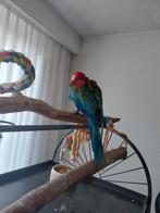 Groenvleugel ara, Dieren en Toebehoren, Mannelijk, Papegaai, Geringd