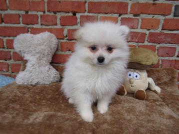 Keesje puppy teefje wit beschikbaar voor biedingen