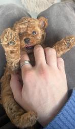 Toy poedel, Dieren en Toebehoren, Honden | Chihuahua's en Gezelschapshonden, Poedel, België, Fokker | Hobbymatig, CDV (hondenziekte)