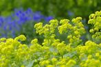 Alchemilla Mollis, Ophalen, Halfschaduw