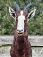 Opgezette blesbok prachtig, Enlèvement