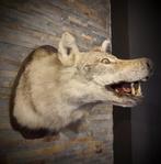 Trophée taxidermie tête de loup, Antiek en Kunst, Ophalen