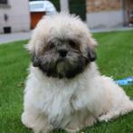 Lhasa-Apso, Dieren en Toebehoren, België, 15 weken tot 1 jaar, CDV (hondenziekte), Meerdere