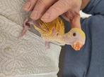 Gele (lutino) halsband om verder met de hand o te kweken, Animaux & Accessoires, Oiseaux | Perruches & Perroquets, Perruche, Bagué